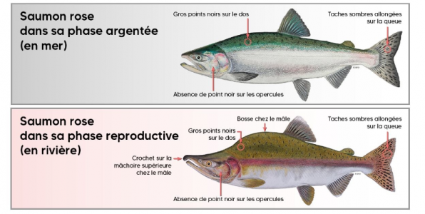 Critères d'identification du saumon rose (Pêches et Océans Canada et ministère des Forêts de la faune et des Parcs)