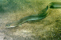 Anguille anguilla