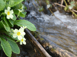 Restauration écologique en ruisseau